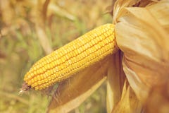 Reife Maismaiskörner lizenzfreie stockfotos Reife Maismaiskörner lizenzfreie stockfotos