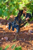 Reife purpurrote Trauben mit Blättern in natürlicher Zustand, Weinberg in Puglia, ist in Süd-Italien, besonders Salento stockfotografie Reife purpurrote Trauben mit Blättern in natürlicher Zustand, Weinberg in Puglia, ist in Süd-Italien, besonders Salento stockfotografie
