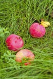 Reife rote Äpfel fielen in den Garten lizenzfreie stockfotos Reife rote Äpfel fielen in den Garten lizenzfreie stockfotos