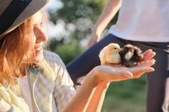 Reifer Frauenlandwirt im Freien, der in den Händen zwei kleine neugeborene Babyhühner hält stockbilder Reifer Frauenlandwirt im Freien, der in den Händen zwei kleine neugeborene Babyhühner hält stockbilder