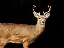 Reifer weißer angebundener Buck Portrait stockfoto Reifer weißer angebundener Buck Portrait stockfoto