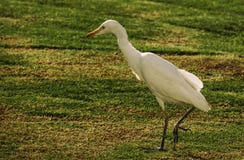 Reiher in der Wiese, die nach Nahrung sucht lizenzfreie stockfotografie Reiher in der Wiese, die nach Nahrung sucht lizenzfreie stockfotografie