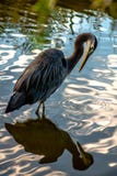 Reiher- und Wasserspiegel stockbilder Reiher- und Wasserspiegel stockbilder