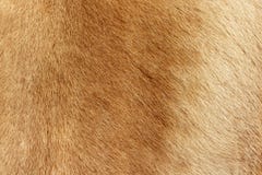 Reindeer fur background texture. Natural material pattern royalty free stock photos Reindeer fur background texture. Natural material pattern royalty free stock photos