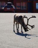 Reindeer In Asphalt Road Of Norwegian Town. Stock Photography