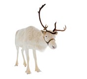 Reindeer In Front Of A White Background Stock Images