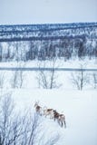 Reindeer. Norway, Scandinavia Stock Image