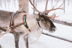 Reindeer Sleigh Ride in Lapland Royalty Free Stock Photo Reindeer Sleigh Ride in Lapland Royalty Free Stock Photo