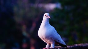 Reine des pigeons photos stock Reine des pigeons photos stock