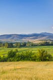 Reis fängt Landschaft auf stockfotografie Reis fängt Landschaft auf stockfotografie