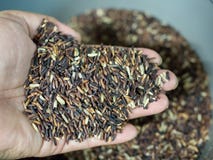 Reisbeere an Hand stockfotos Reisbeere an Hand stockfotos