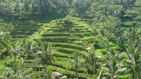 Reisfeldterrassen Bali Stockbild Reisfeldterrassen Bali Stockbild