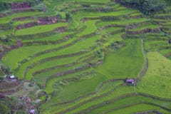 Reisterrassen in Banaue die Philippinen stockfotos Reisterrassen in Banaue die Philippinen stockfotos