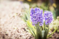 Reizende Frühjahr Hyazinthen blüht auf Blumenbett im Garten oder im Park, mit Blumenim Freien lizenzfreie stockbilder Reizende Frühjahr Hyazinthen blüht auf Blumenbett im Garten oder im Park, mit Blumenim Freien lizenzfreie stockbilder