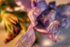 Reizende kleine Blume Lizenzfreie Stockfotos Reizende kleine Blume Lizenzfreie Stockfotos
