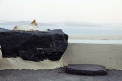 Relaksujący kot przy Oia, Santorini obrazy royalty free Relaksujący kot przy Oia, Santorini obrazy royalty free