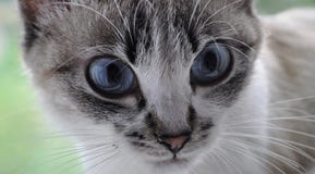 Relance piercing do gato Siamese imagem de stock Relance piercing do gato Siamese imagem de stock