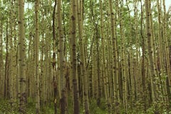 Relaxe em um lugar quieto onde você sinta a batida de seu coração imagem de stock Relaxe em um lugar quieto onde você sinta a batida de seu coração imagem de stock
