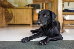 A relaxed dog in a cafe stock photo A relaxed dog in a cafe stock photo