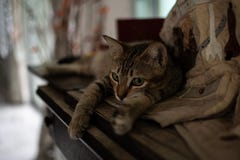 Cat daily life is relaxing royalty free stock images Cat daily life is relaxing royalty free stock images