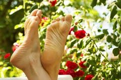 Relaxing In The Garden Royalty Free Stock Images Relaxing In The Garden Royalty Free Stock Images