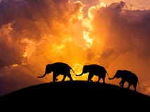 Relazione degli elefanti della siluetta con la coda della famiglia della tenuta del tronco che cammina insieme sul tramonto fotografia stock libera da diritti Relazione degli elefanti della siluetta con la coda della famiglia della tenuta del tronco che cammina insieme sul tramonto fotografia stock libera da diritti