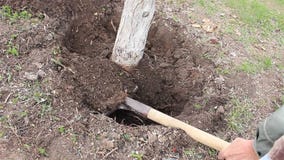 Removing Trees Roots Stock Video Video Of Uprooting 115616361