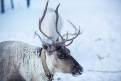 Ren im Hintergrund einer schneebedeckten Landschaft stockbilder Ren im Hintergrund einer schneebedeckten Landschaft stockbilder