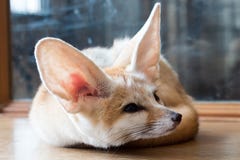 Renard de Fennec isolat de 1 an sur le fond photo stock Renard de Fennec isolat de 1 an sur le fond photo stock