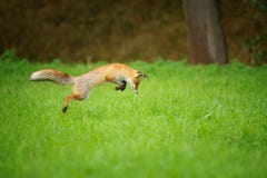 Renard rouge sur la chasse, mousing dans le domaine d'herbe Photo libre de droits Renard rouge sur la chasse, mousing dans le domaine d'herbe Photo libre de droits