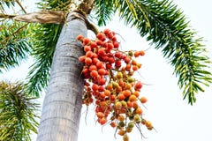 Renda di Cyrtostachys (palma di ceralacca, palma del rossetto, palma del raja, immagine stock libera da diritti Renda di Cyrtostachys (palma di ceralacca, palma del rossetto, palma del raja, immagine stock libera da diritti