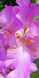 reng?ringsduk f?r universal f?r mall f?r sommar f?r sida f?r h?lsning f?r bakgrundskort blom- Utsökt purpurfärgad irisblomma royaltyfria foton reng?ringsduk f?r universal f?r mall f?r sommar f?r sida f?r h?lsning f?r bakgrundskort blom- Utsökt purpurfärgad irisblomma royaltyfria foton