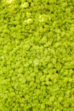 Reniferowego mech ?ciana, zieleni ?cienna dekoracja robi? reniferowego liszaju Cladonia rangiferina, u?ywalny dla domowego wn?trz zdjęcie stock Reniferowego mech ?ciana, zieleni ?cienna dekoracja robi? reniferowego liszaju Cladonia rangiferina, u?ywalny dla domowego wn?trz zdjęcie stock