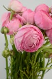 Renoncule persane Groupe pâle - le ranunculus rose fleurit le fond clair photo stock Renoncule persane Groupe pâle - le ranunculus rose fleurit le fond clair photo stock