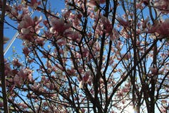 Tree with pink flowers - Magnolia stock images Tree with pink flowers - Magnolia stock images