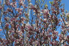 Tree with pink flowers - Magnolia stock image Tree with pink flowers - Magnolia stock image