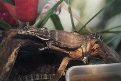 Reptile gentiment de sommeil sur le tronc d'un arbre sec dans une mini-serre photographie stock libre de droits Reptile gentiment de sommeil sur le tronc d'un arbre sec dans une mini-serre photographie stock libre de droits