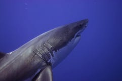 Requin blanc grand photos libres de droits Requin blanc grand photos libres de droits