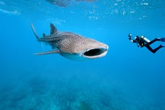 Requin de baleine et photographe sous-marin images libres de droits Requin de baleine et photographe sous-marin images libres de droits