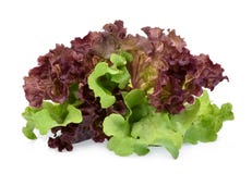 Resh red and green coral salad or red lettuce isolated on the white royalty free stock photo Resh red and green coral salad or red lettuce isolated on the white royalty free stock photo