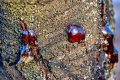 resina contínua suco pegajoso congelado na casca de um tronco de árvore fotos de stock resina contínua suco pegajoso congelado na casca de um tronco de árvore fotos de stock
