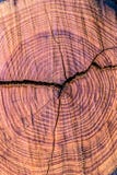 Resina de madera de Brown con los anillos anuales y grano en el corte transversal foto de archivo libre de regalías Resina de madera de Brown con los anillos anuales y grano en el corte transversal foto de archivo libre de regalías
