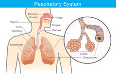Respiratoriskt system av människan royaltyfri illustrationer Respiratoriskt system av människan royaltyfri illustrationer