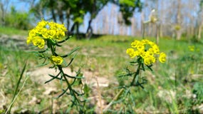 Ressort et son meilleur avec la fleur jaune photographie stock Ressort et son meilleur avec la fleur jaune photographie stock