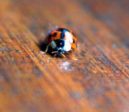 Ressort photographie stock libre de droits Ressort photographie stock libre de droits