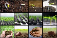 Ressort plantant des jeunes plantes, faisant du jardinage, collage grandissant de légumes photo libre de droits Ressort plantant des jeunes plantes, faisant du jardinage, collage grandissant de légumes photo libre de droits