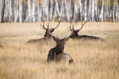 Resting Deers Royalty Free Stock Images