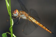 Resting dragonfly Royalty Free Stock Image Resting dragonfly Royalty Free Stock Image