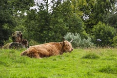 The resting highland cow red color, Scotland, UK stock image The resting highland cow red color, Scotland, UK stock image