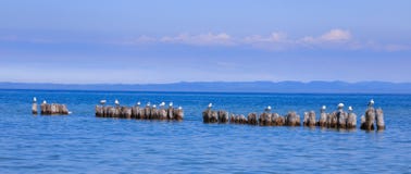 Resting Sea Gulls In Lake Superior Stock Photos Resting Sea Gulls In Lake Superior Stock Photos